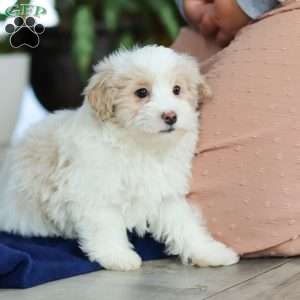 Ace, Maltipoo Puppy